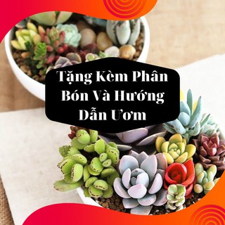 Combo 2 Gói Hạt Giống Sen Đá Mix