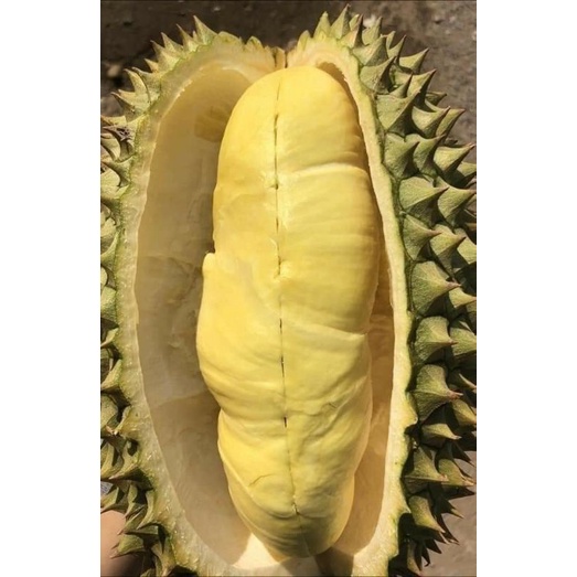 TRÁI SẦU RIÊNG THÁI MONTHONG LOẠI Nhất ( Trái Từ 2,5-4,5kg
