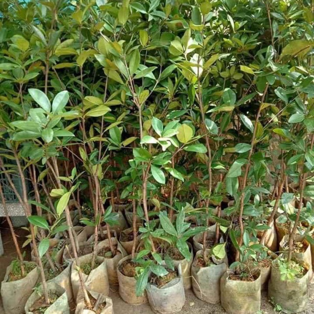Cây giống cherry