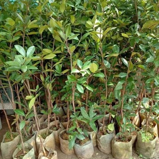 Cây giống cherry