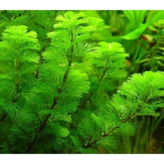 5 Cây Rong La Hán Thủy Sinh