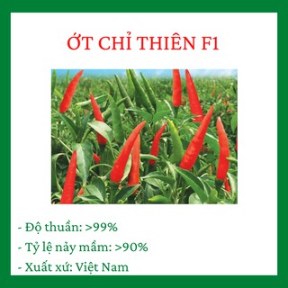 Ớt chỉ thiên F1 gói 1 gram, siêu cay, siêu quả, tỉ lệ nảy mầm cao, chịu hạn tốt, năng suất cao CQ009