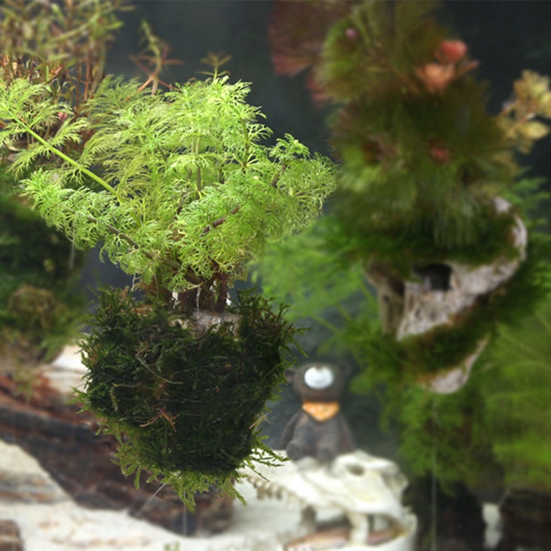 Đá cuội trang trí bể cá cảnh mẫu mới