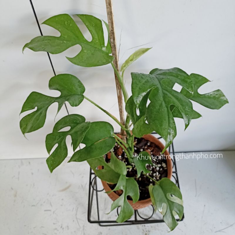 Cây monstera mini  cao 20-30cm