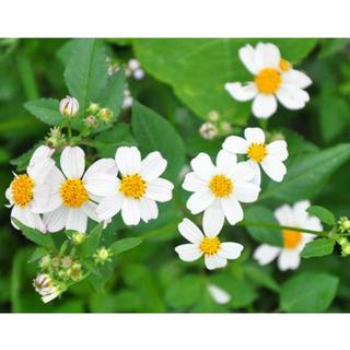 Vườn Lá Nam _ Minh Khôi