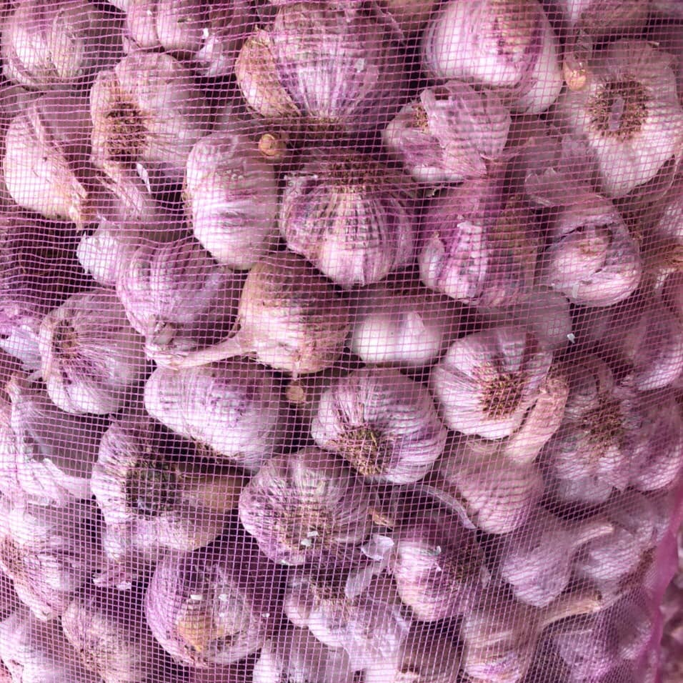 Tỏi tía ta 2kg loại 1, tỏi tía bắc, Kinh Môn Hải Dương