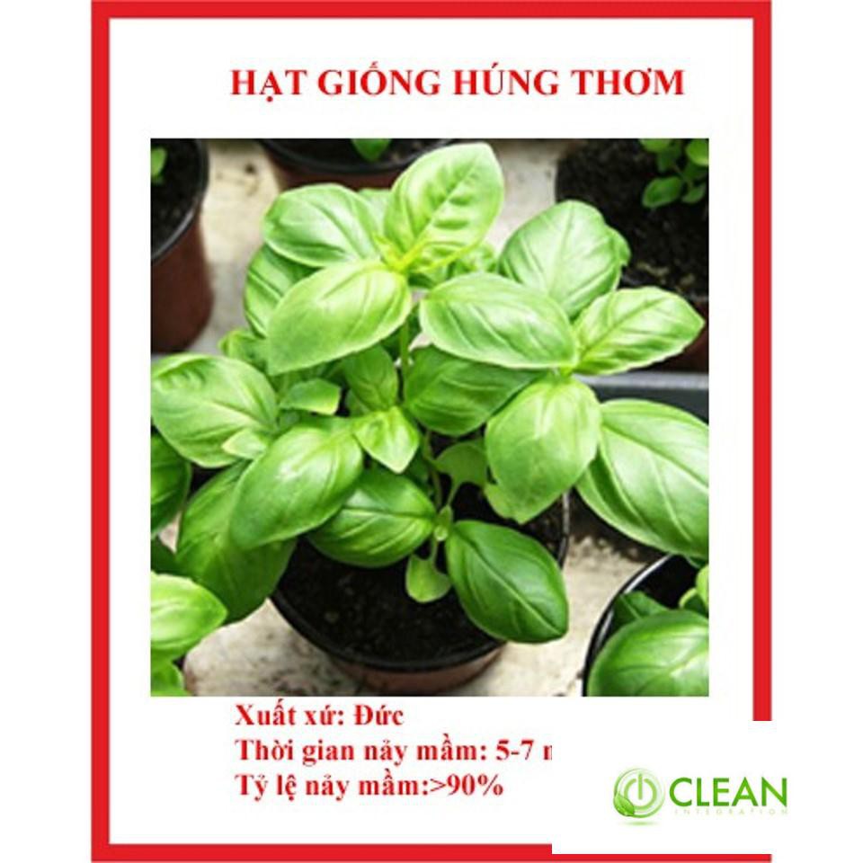Gói 50 Hạt Giống Húng Thơm Trắng / Rau É Trắng / Rau Thơm Sả