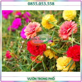 Hạt giống hoa mười giờ mix nhiều màu tuyển chọn loại 1