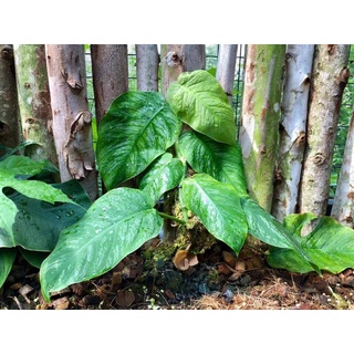Monstera dubia