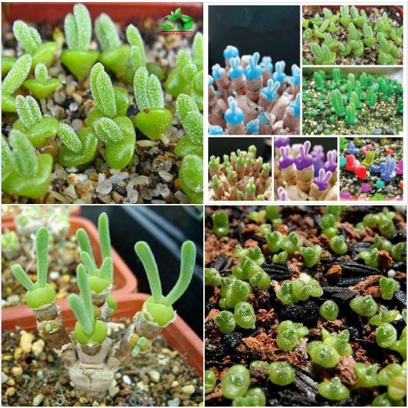 Hạt giống cây tay thỏ mix màu ( 1 gói 50 hạt )