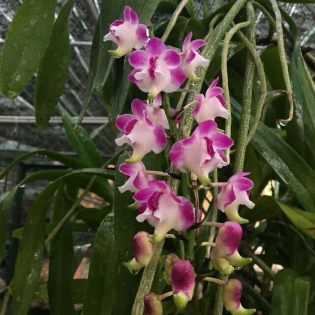 Cửu bảo tiên cây to