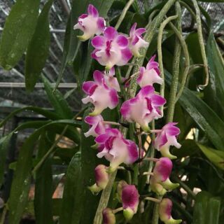 Cửu bảo tiên cây to