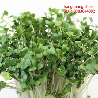 Hạt giống rau mầm bông cải xanh