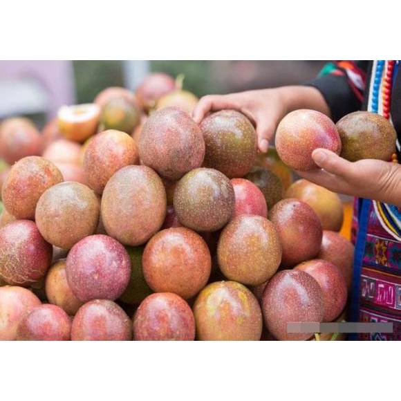 Hạt Giống CHANH DÂY HN-34 ( 5gr/gói)