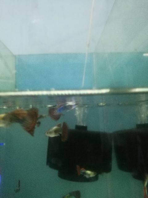 Sủi oxy bio - lọc vi sinh cho hồ cá cảnh