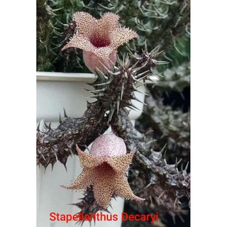 Sao biển Stapelianthus Decaryi