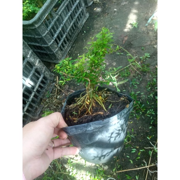 2 cây linh sam 86 mini