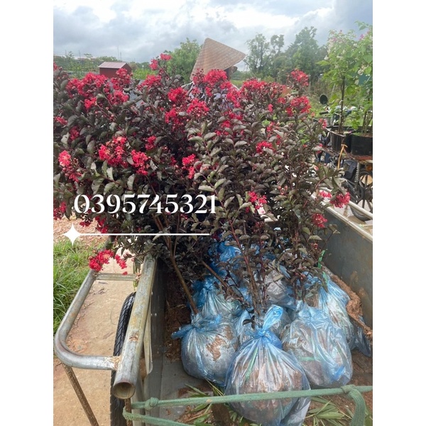 CÂY HOA TƯỜNG VI HUYẾT LONG HOA ĐỎ LÁ ĐỎ CAO 60-80cm