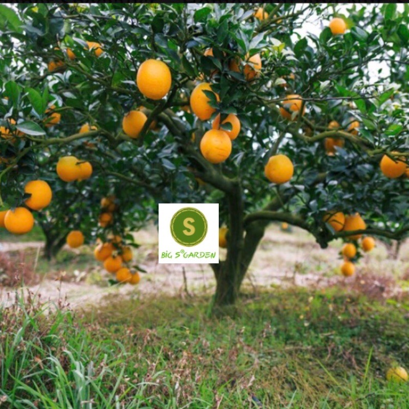 Cây Cam Cara Ruột Đỏ