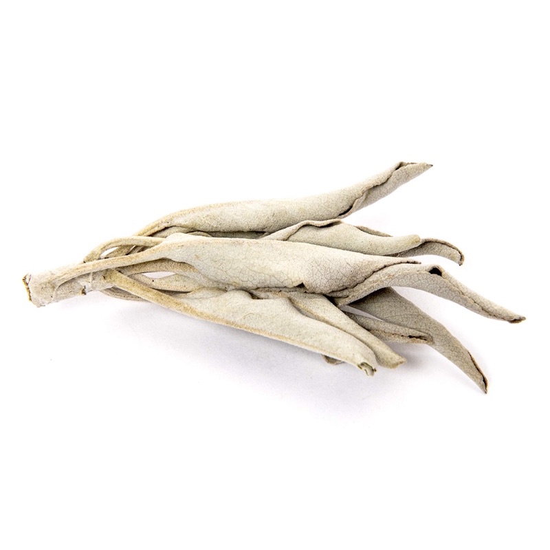 LÁ WHITE SAGE XÔ THƠM đốt xông thanh tẩy Juniper Ridge từ California,Mỹ - White Sage Loose Leaves for Cleansing/ Burning