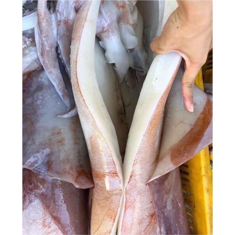 mực xà đại dương siêu to con 2.68kg ❤️GIÁ SỈ❤️ nướng sa tế, chiên , xào đều ngon