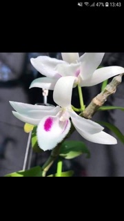 Giả hạc phi điệp rừng thuần