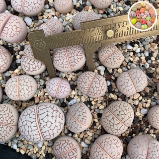 Sen mông,lithops,thạch lan Trắng 2-3cm