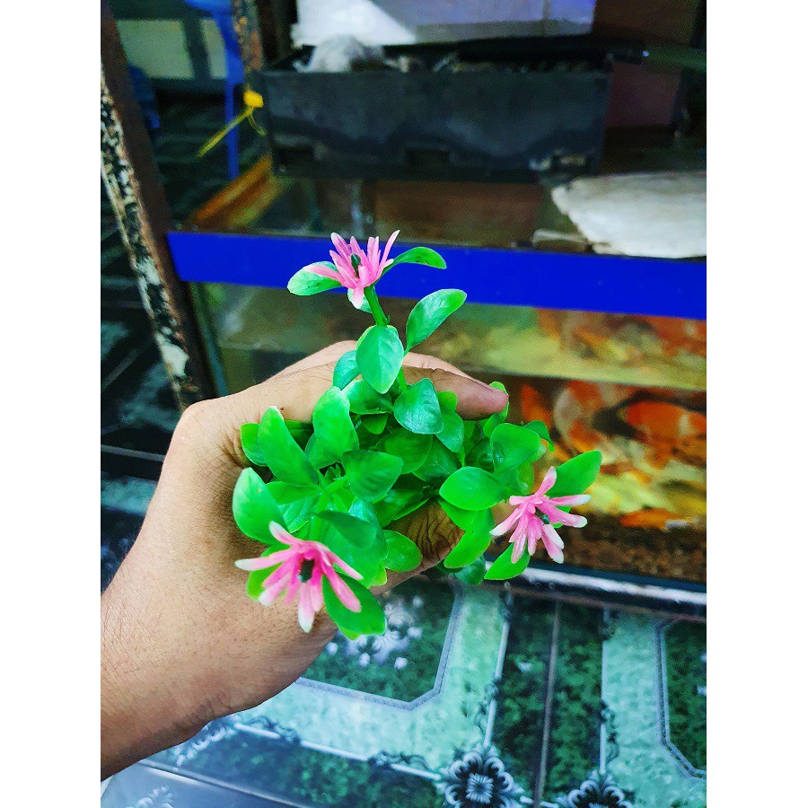 RONG GIẢ ĐẾ XOÀI TRANG TRÍ HỒ CÁ NON BỘ CAO 12CM