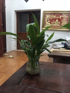 Cây lan ý thuỷ sinh
