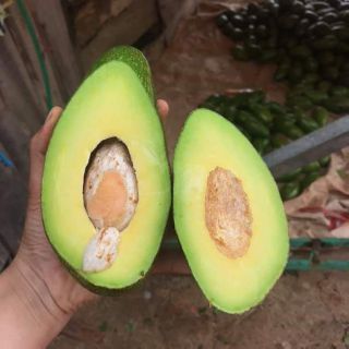 Bơ sáp daklak size 2.3.4 chỉ 35k 1kg
