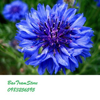 (Rẻ nhất) Hạt giống hoa trúc mai xanh gói 50 hạt xuất xứ Đức tại thietbinhavuon- hàng đẹp - giao hàng nhanh.