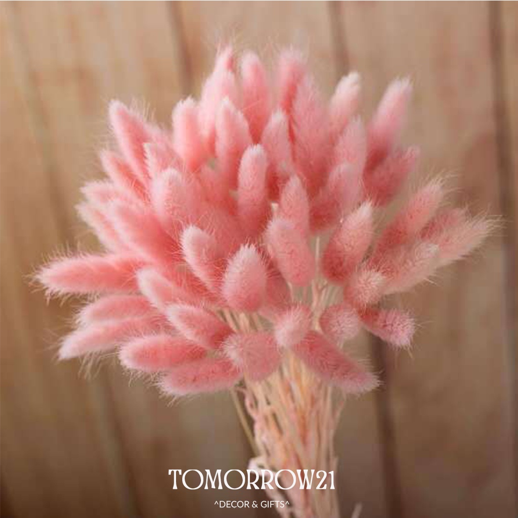 Hoa đuôi thỏ, trang trí nhà cửa, decor phòng, quà tặng sinh nhật, 8/3, 14/2, 20/10, chụp ảnh sản phẩm