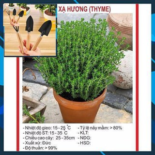 Hạt giống Cỏ Xạ Hương(Thyme) - 100 Hạt TẶNG BỘ LÀM VƯƠN MINI