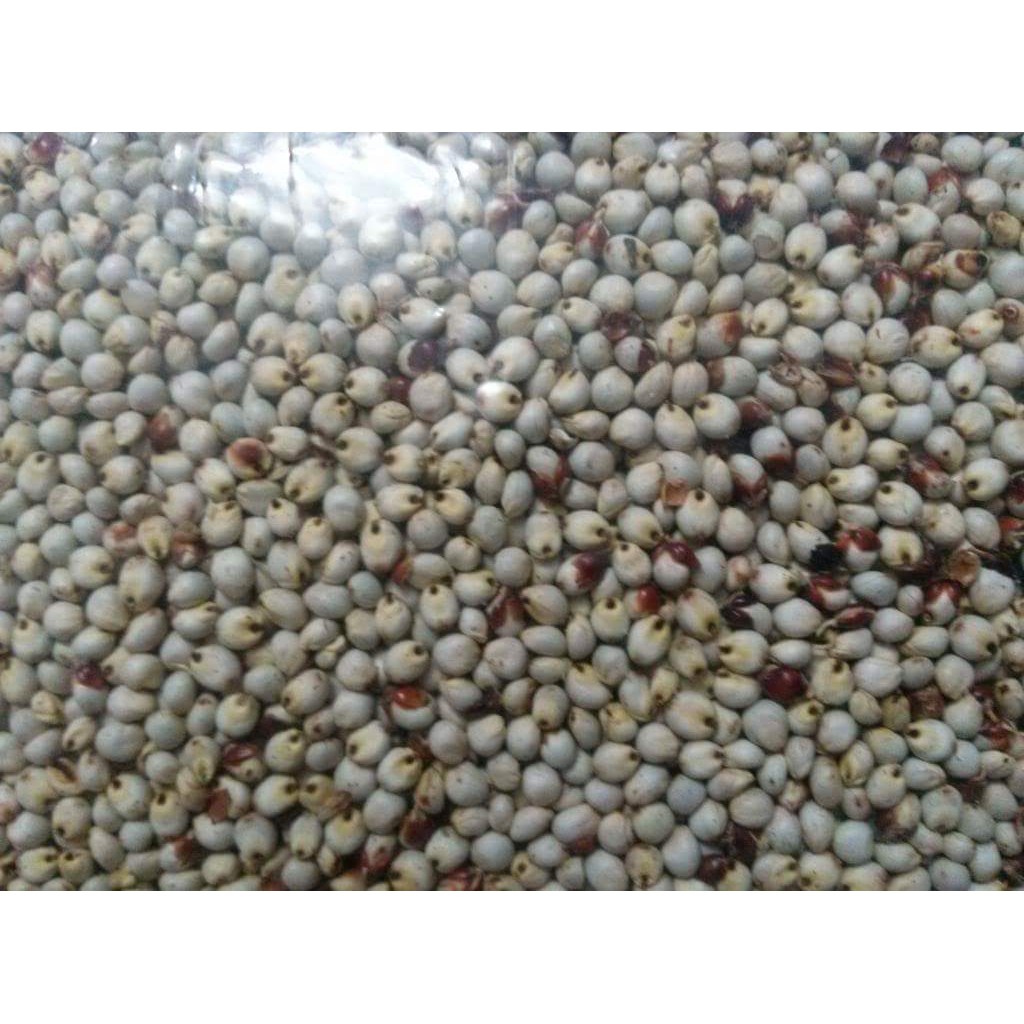 Hạt Bo Bo Trắng Cho Các Dòng Hamster Và Chim 0.5 Kg