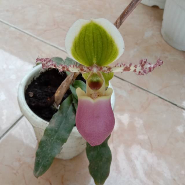 tina.srgh.vn