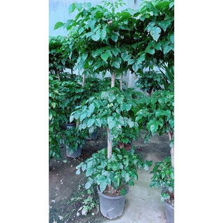 Cây Hạnh Phúc 3 Tầng Lớn (chỉ giao hcm)