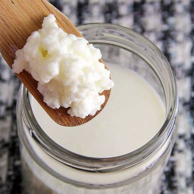 Nấm sữa Kefir Tây Tạng nuôi tại nhà