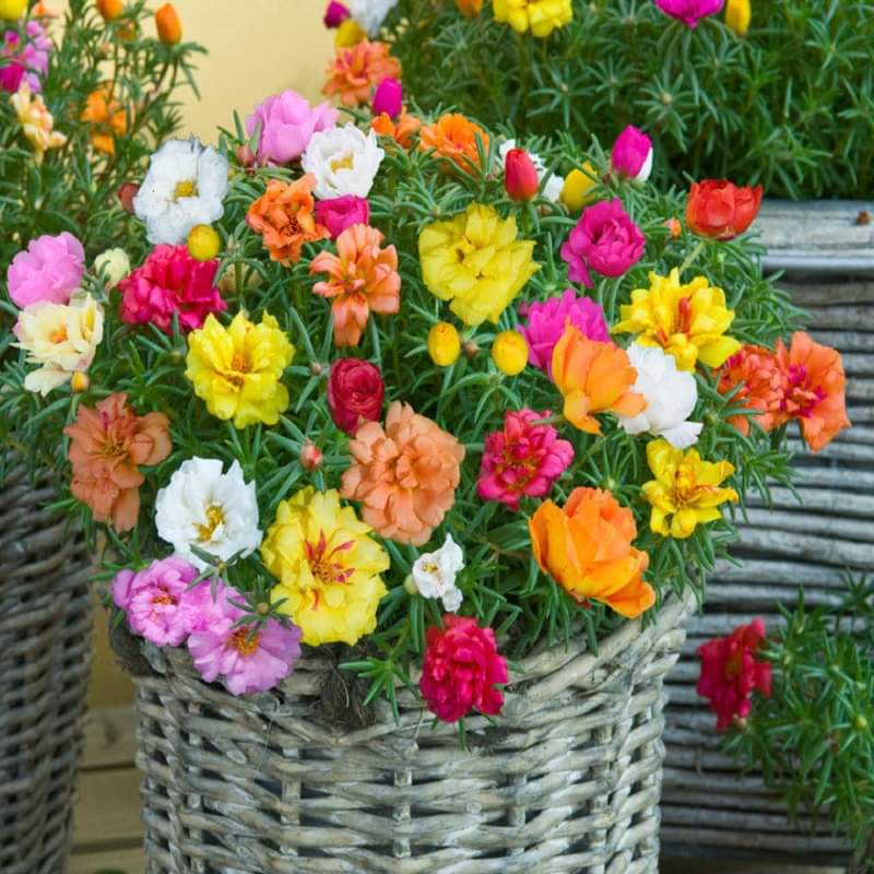 200h Hạt Giống Hoa Mười Giờ Mỹ Kép Mix Màu - TaNe Garden