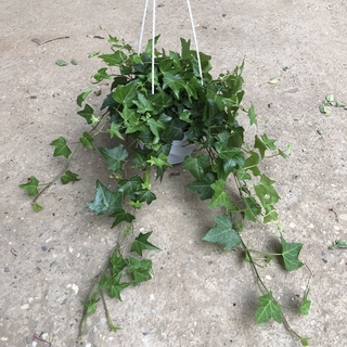 Cây thường xuân chậu treo, ngọn buông dài 20-25cm lá xanh khỏe dễ dàng chăm sóc thích hợp trang trí ban công quán cafe