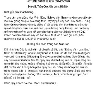 Cây mộc lan