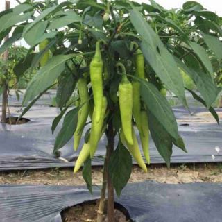 Chế phẩm EM trị vàng lá thối rễ