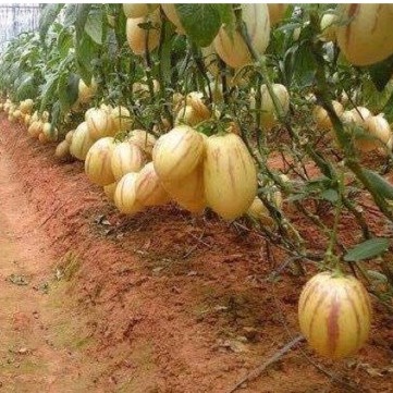 100 Hạt giống dưa petino - Nhập khẩu Tứ Xuyên nguyên bao bì