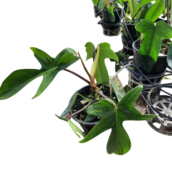 Chậu cây Philodendron Florida Beauty  Én Xanh trang trí nội thất, bàn làm việc, màu sắc đẹp