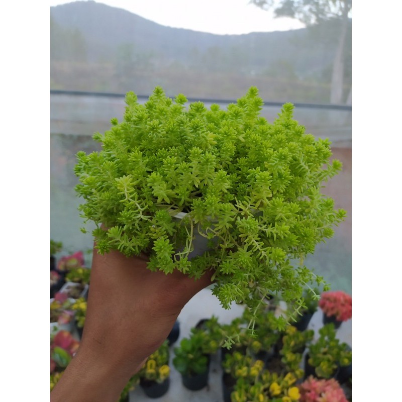 Sen đá sedum vàng SONDA GARDEN size trung bình 10cm, xuất xứ Đà Lạt, khoẻ đẹp, lỗi 1 đổi 1