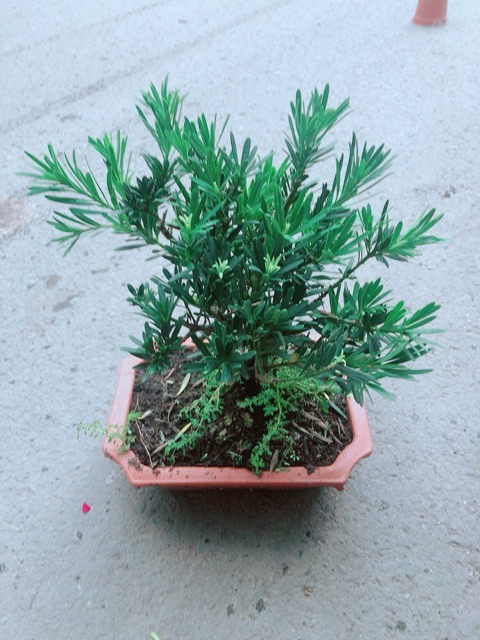 Chậu Tùng Vạn Niên 22cm