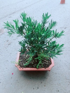Chậu Tùng Vạn Niên 22cm