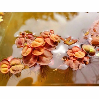 Bèo rễ đỏ trang trí bể thủy sinh