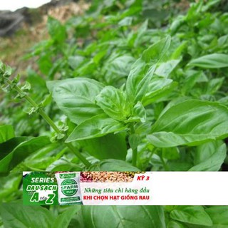 Hạt Giống Húng Tây - 0.5gram