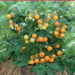 Hạt giống Cà chua bi lùn vàng (20 hạt)