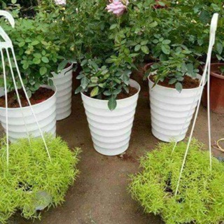 Combo 5 Chậu trồng cây gân trắng cỡ lớn